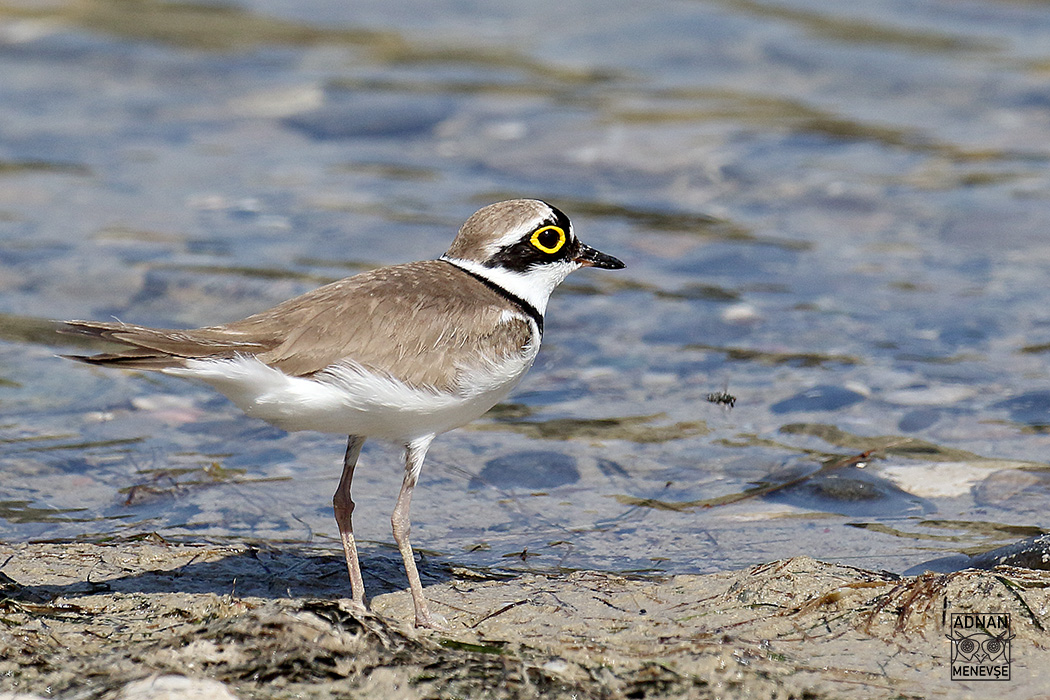 Little Ringed Plover